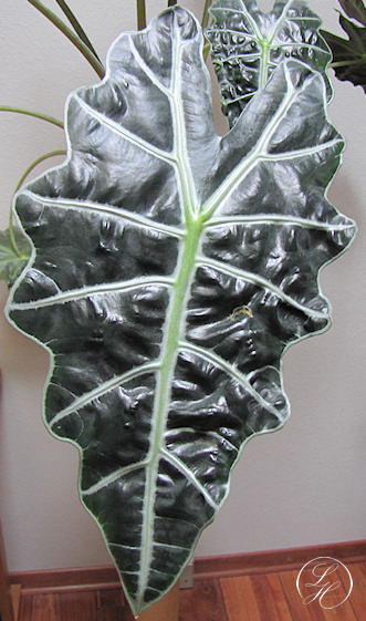 Stueplanter