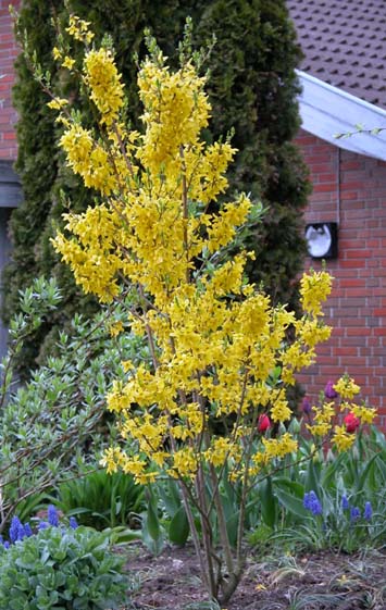 Forsythia intermedia Lynwood 3