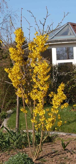 Forsythia intermedia Lynwood 2