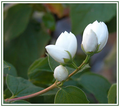 Philadelphus Mont Blanc