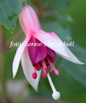 Mini Rose 1
