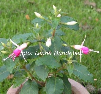 Mini Rose 2