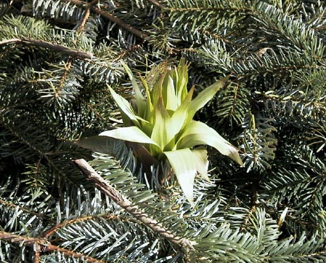 Fritillaria Imperialis kejserkrone 1