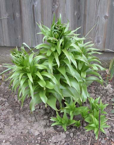 Fritillaria Imperialis kejserkrone 3
