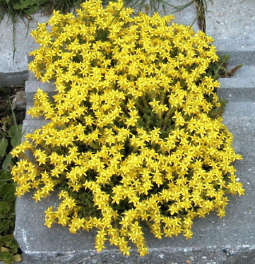 Sedum acre 2
