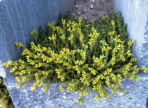 Sedum acre 1