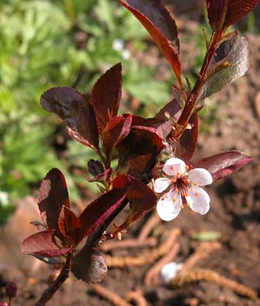 Prunus Cistend Dvrgblodblomme 1