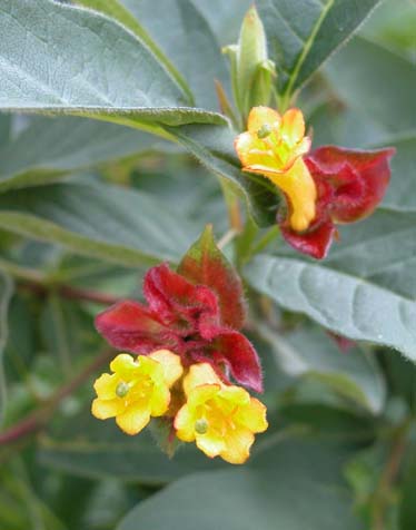 Lonicera morrowii Guldperle 1