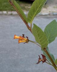 Lonicera morrowii Guldperle 1