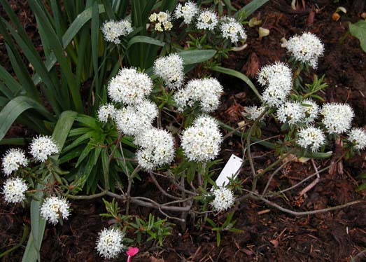 Ledum palustre 1