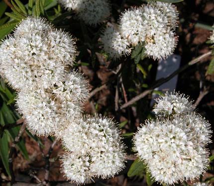 Ledum palustre 2
