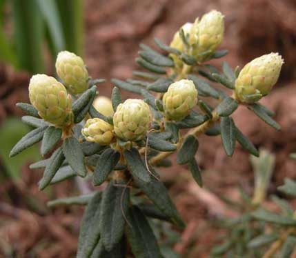 Ledum palustre 3