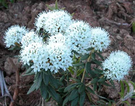 Ledum palustre 4
