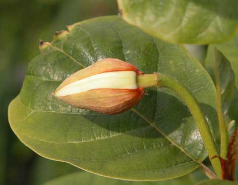 Magnolia Sieboldi 1