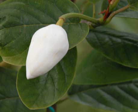 Magnolia Sieboldi 3