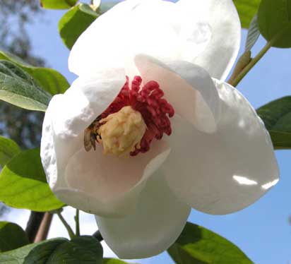 Magnolia Sieboldi 2