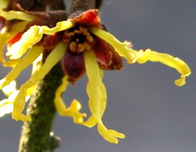 Hamaaelis Hybridtroldnd 8