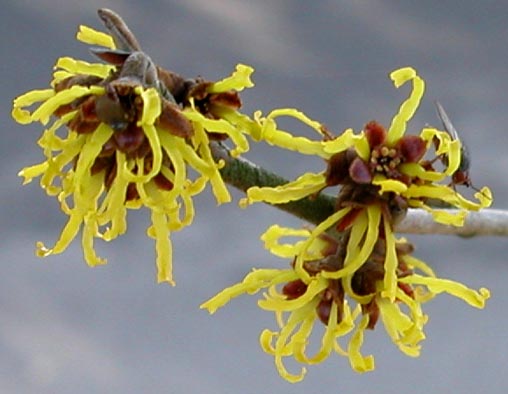 Hamaaelis Hybridtroldnd 10