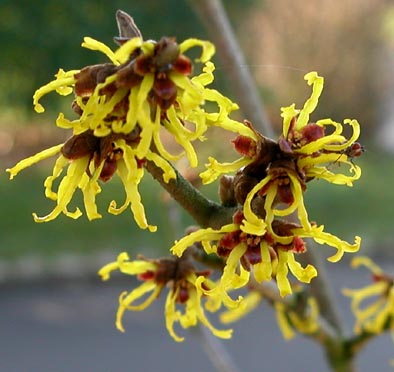 Hamaaelis Hybridtroldnd 9