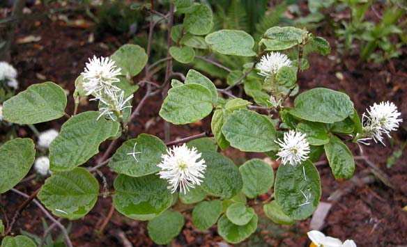 Forthergilla major 1
