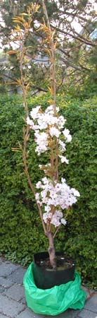 Prunus japansk sjlekirsebr 1