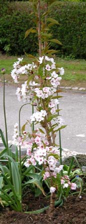 Prunus japansk sjlekirsebr 2