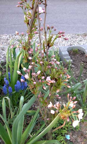 Prunus japansk sjlekirsebr 3