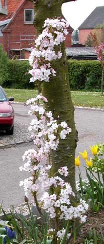Prunus japansk sjlekirsebr 4
