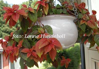 Autumnale 1