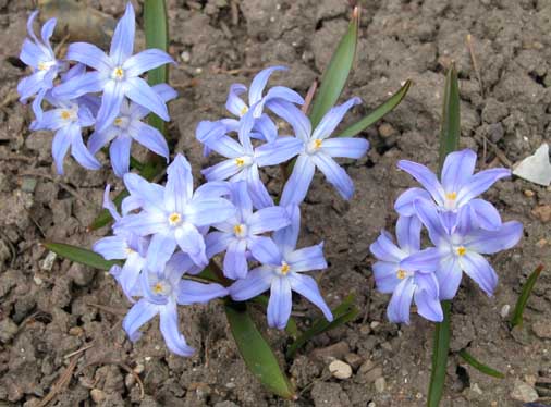 Chionodoxa 1