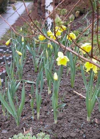 Narcis 1