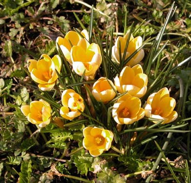 Krokus 2
