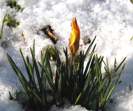 Krokus 3
