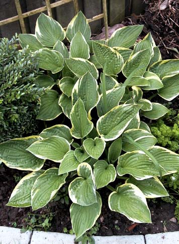 Hosta fort Aureomarginata 1