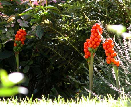 Arum italicum Italiensk ingefr 1