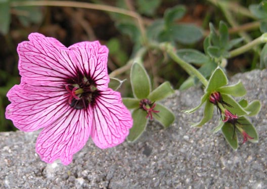 Geranium cinereum - Hvidgr Storkenb 1