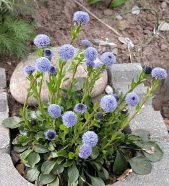 Globularia cordifolia Hjertebladet Kugleblomst 2