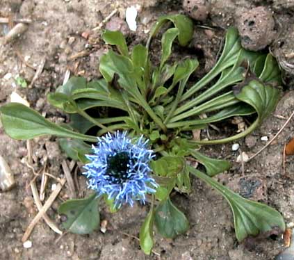 Globularia cordifolia Hjertebladet Kugleblomst 1