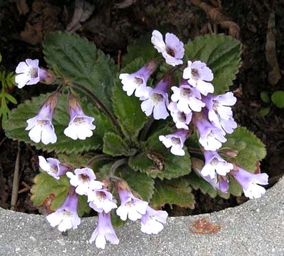 Hareberla rhodopensis 1