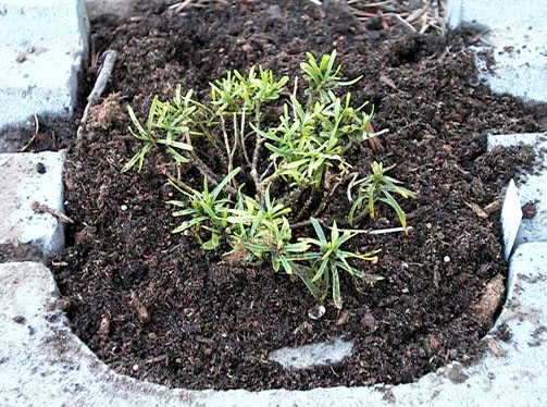 Iberis sempervirens Little Gem Snepude 1