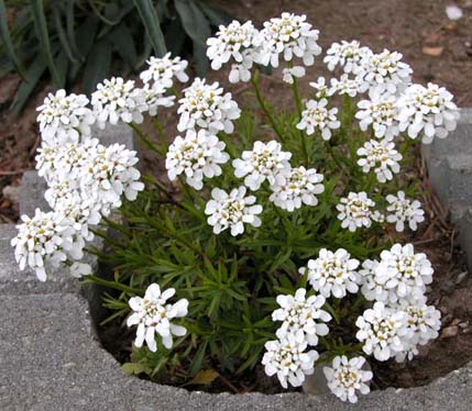Iberis sempervirens Little Gem Snepude 2