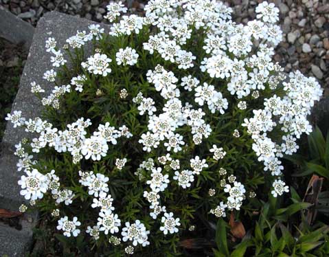 Iberis sempervirens Little Gem Snepude 3