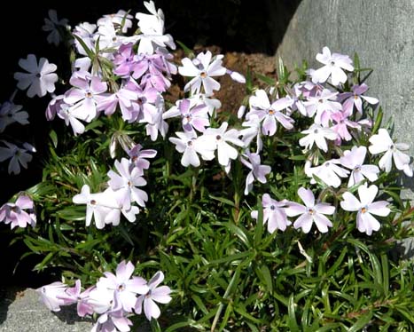 Phlox emeral cuchion blue 2