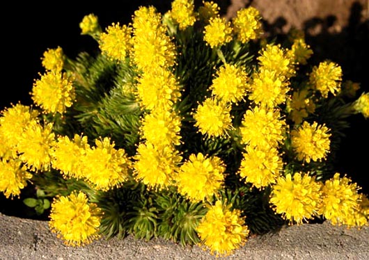 Saxifraga eudoxiana  Vrstenbrk 1