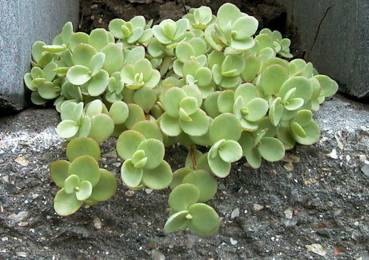 Sedum ewersii  1