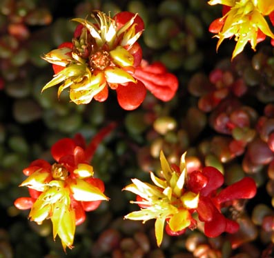 Sedum oreganum 1