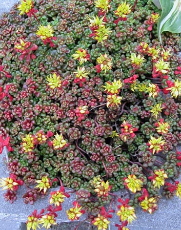 Sedum oreganum 2