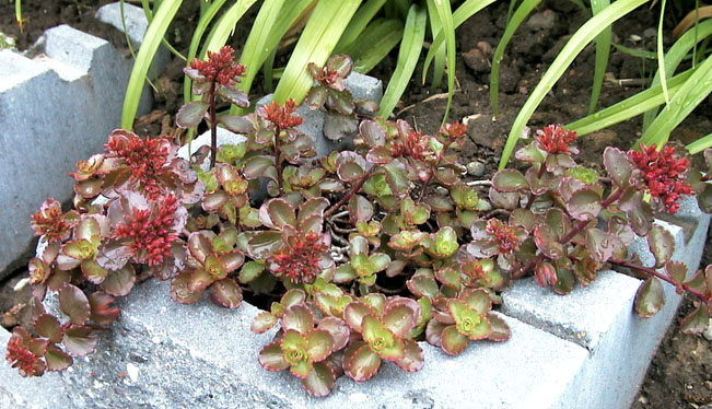 Sedum spurium Purpurteppich 1