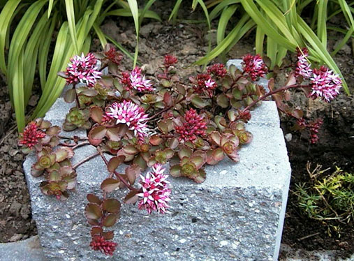 Sedum spurium Purpurteppich 2