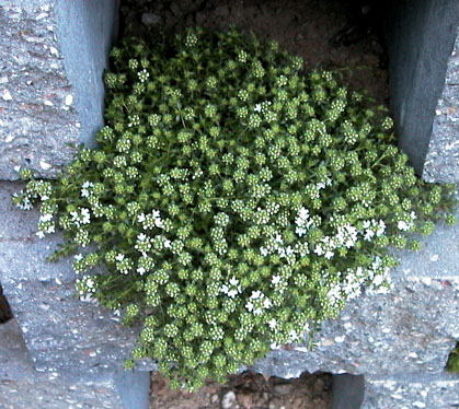 Thymus serpyllum Albus 1